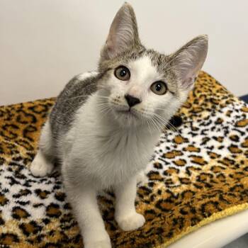 Bella -  Domestic Short Hair Cat for Adoption in West Palm Beach, Florida - Bella | PetCurious