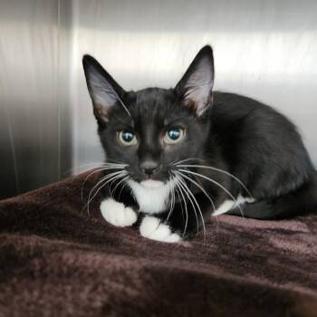 Sweet Tato -  Domestic Short Hair Cat for Adoption in Fort Wayne, Indiana - Sweet Tato | PetCurious