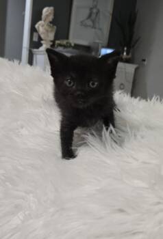 Rescue Domestic Short Hair Cats for Adoption in Parkland, Florida - Baby Sasha | PetCurious