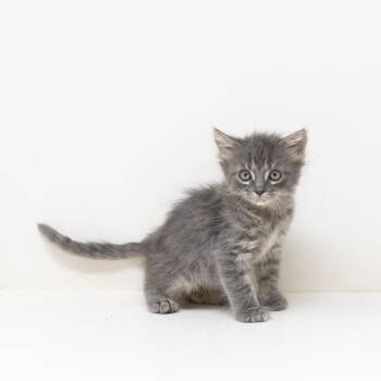 Tabby Cats Available for Adoption in Trophy Club, Texas - Leonardo | PetCurious