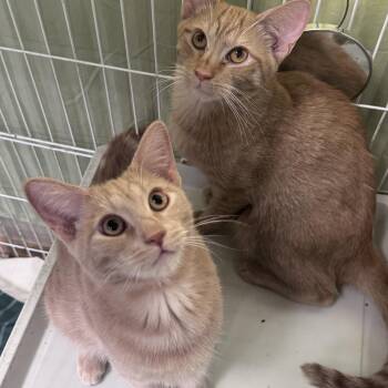Sam & Dave -  Domestic Short Hair Cat for Adoption in Mokena, Illinois - Sam & Dave | PetCurious