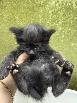 ELEVEN -  Domestic Short Hair Cat for Adoption in Riverside, California - ELEVEN | PetCurious