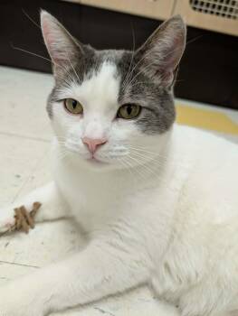 Domestic Short Hair Cats Available for Adoption in Stoughton, Wisconsin - Ren | PetCurious