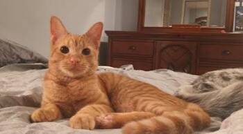 Rescue Domestic Short Hair Cats for Adoption in Wallingford, Connecticut - Sparrow | PetCurious