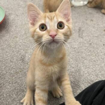 Pearl Saunders -  Domestic Medium Hair Cat for Adoption in Eagle Mountain, Utah - Pearl Saunders | PetCurious