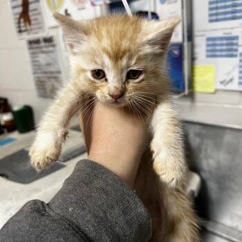 Domestic Short Hair Cats Available for Adoption - Saturn | PetCurious