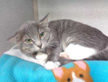 CITRONELLA -  Tiger Cat for Adoption in Delhi, New York - CITRONELLA | PetCurious