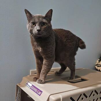 Rescue Domestic Short Hair Cats for Adoption in Farmington, Minnesota - Moon Pie | PetCurious