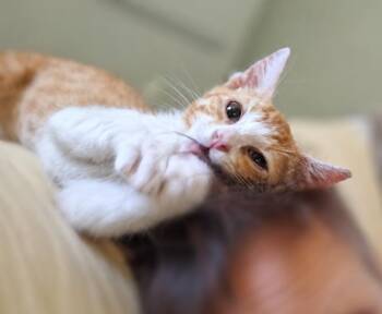 Peanut Brittle -  Tabby Cat for Adoption in Fresno, California - Peanut Brittle | PetCurious