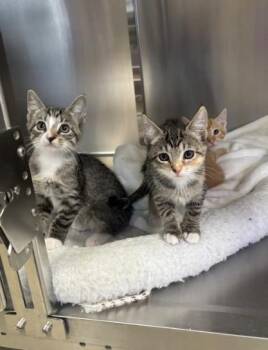 Subpoena -  Domestic Short Hair Cat for Adoption in Collierville, Tennessee - Subpoena | PetCurious