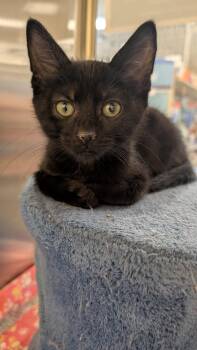 Tarzan -  Domestic Short Hair Cat for Adoption in Missoula, Montana - Tarzan | PetCurious