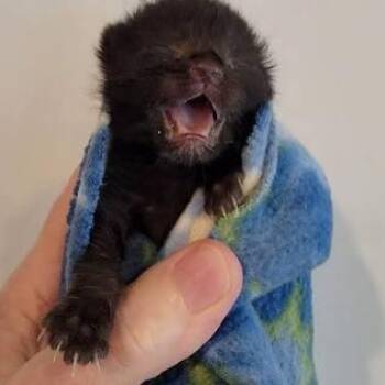 Domestic Short Hair Cats Available for Adoption - Ozzy | PetCurious