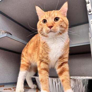 Whopper -  Domestic Short Hair Cat for Adoption in Waterloo, Iowa - Whopper | PetCurious