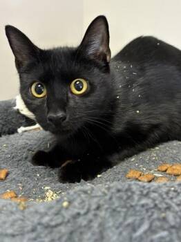 Demi -  Domestic Short Hair Cat for Adoption in Savannah, Georgia - Demi | PetCurious