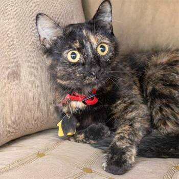MARJORY -  Domestic Short Hair Cat for Adoption in St. Louis, Missouri - MARJORY | PetCurious