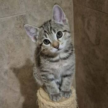 Tomfoolery -  Domestic Short Hair Cat for Adoption in Tucson, Arizona - Tomfoolery | PetCurious