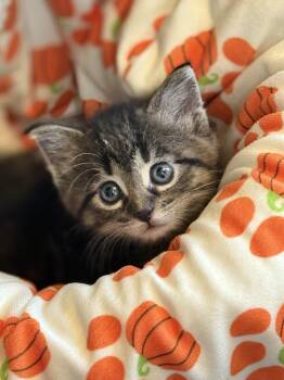 KitKat -  American Shorthair Cat for Adoption in Port Washington, Wisconsin - KitKat | PetCurious
