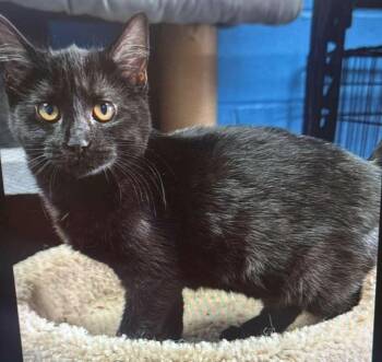 Domestic Short Hair Cats Available for Adoption in Dalton, Georgia - Sumatra | PetCurious