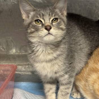JoJo -  Domestic Long Hair Cat for Adoption in Fredericksburg, Virginia - JoJo | PetCurious