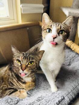 Tiger & Beaver -  Domestic Short Hair and Torbie Cat for Adoption in Mooresville, North Carolina - Tiger & Beaver | PetCurious