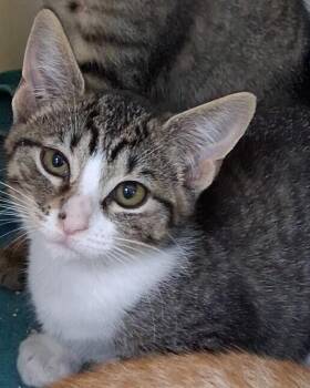 Lola #6 -  Domestic Short Hair and Tabby Cat for Adoption in Westfield, Wisconsin - Lola #6 | PetCurious