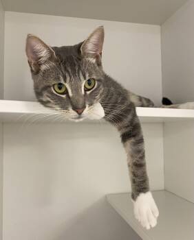 Domestic Short Hair Cats Available for Adoption - Tinsel | PetCurious
