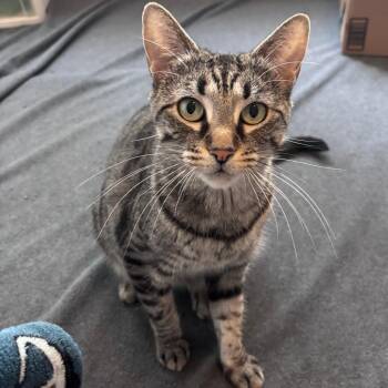 Domestic Short Hair Cats Available for Adoption in Hopkinton, Massachusetts - Sonnet | PetCurious
