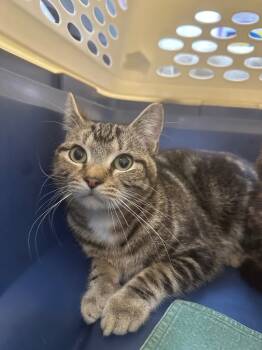 Rescue Domestic Short Hair Cats for Adoption in Pomona, New York - Cove | PetCurious