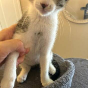 Pearl -  Domestic Short Hair Cat for Adoption in League City, Texas - Pearl | PetCurious