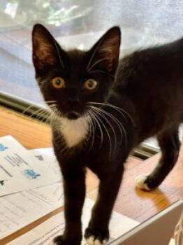 Ryan -  American Shorthair and Tuxedo Cat for Adoption in Richardson, Texas - Ryan | PetCurious