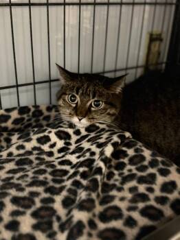 FINNY -  Domestic Short Hair Cat for Adoption in Algona, Iowa - FINNY | PetCurious