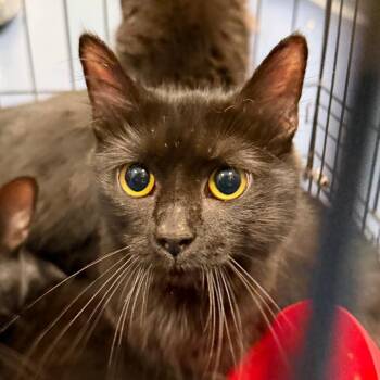 Post Office -  Domestic Medium Hair Cat for Adoption in Greensboro, North Carolina - Post Office | PetCurious