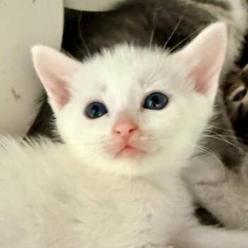 Dab -  Domestic Short Hair Cat for Adoption in Palm Springs, California - Dab | PetCurious