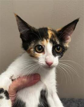MUFFIN -  Domestic Short Hair Cat for Adoption in Columbia, South Carolina - MUFFIN | PetCurious