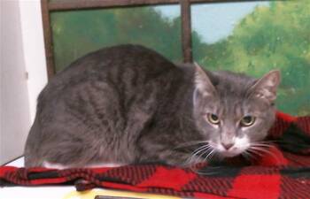 MARSHALL -  Domestic Short Hair Cat for Adoption in Houston, Texas - MARSHALL | PetCurious