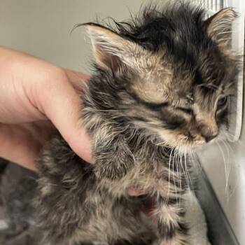 Cookie -  Domestic Medium Hair Cat for Adoption in Port Charlotte, Florida - Cookie | PetCurious