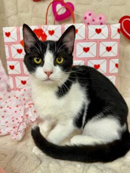 Domestic Short Hair Cats Available for Adoption in Salinas, California - Tubby | PetCurious