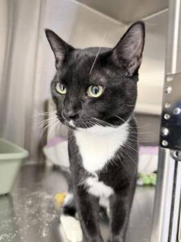 Alfie -  Domestic Short Hair Cat for Adoption in Venice, Florida - Alfie | PetCurious