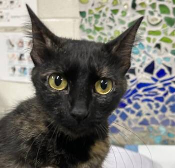 Domestic Short Hair Cats Available for Adoption - ATHENA | PetCurious