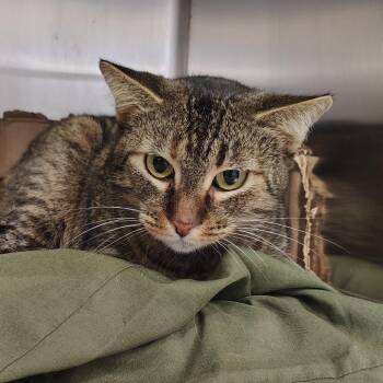 Domestic Short Hair Cats Available for Adoption - Chamoy | PetCurious