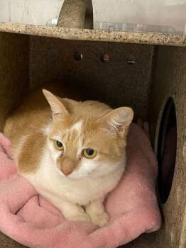 Domestic Short Hair Cats Available for Adoption in Daytona Beach, Florida - Juno | PetCurious