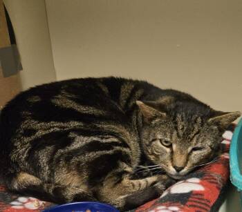 Domestic Short Hair Cats Available for Adoption in Windsor, Connecticut - 2026-34 Jenga Feral #2 | PetCurious
