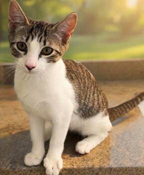 Ellie -  Domestic Short Hair Cat for Adoption in Delray Beach, Florida - Ellie | PetCurious