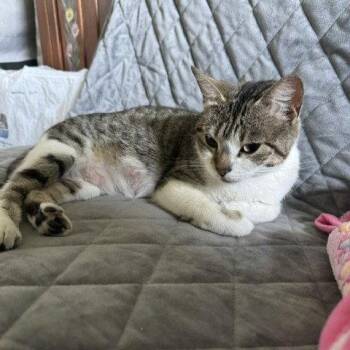 Domestic Short Hair Cats Available for Adoption in San Jose, California - Edna | PetCurious