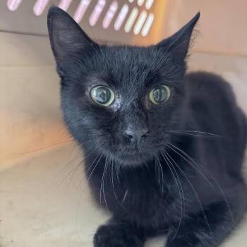 Fizzy -  Domestic Short Hair Cat for Adoption in Fairport, New York - Fizzy | PetCurious