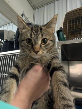 Rescue Domestic Short Hair Cats for Adoption in Virginia, Minnesota - Loheli | PetCurious