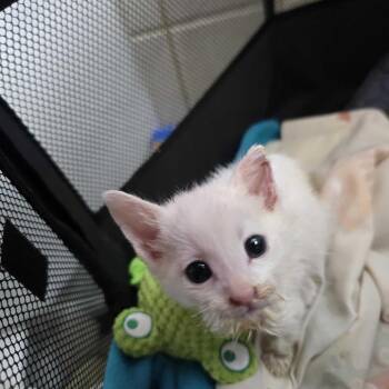 Udo -  Domestic Short Hair Cat for Adoption in Los Angeles, California - Udo | PetCurious