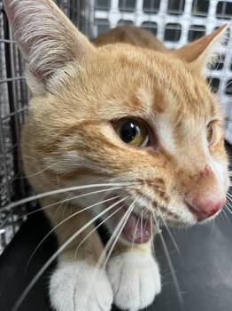 CLIFF -  Domestic Short Hair Cat for Adoption in Palmetto, Florida - CLIFF | PetCurious