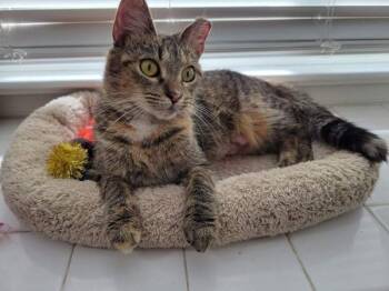 Rescue Domestic Short Hair Cats for Adoption in Stafford, Virginia - Baby | PetCurious