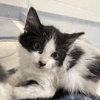 Skipper -  Domestic Medium Hair Cat for Adoption in Evansville, Indiana - Skipper | PetCurious